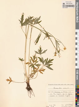 MAG 0010526