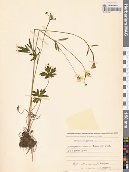 MAG 0010527