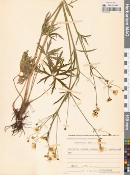 MAG 0010528