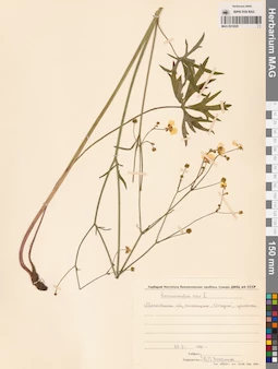 MAG 0010529