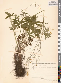 MAG 0010530