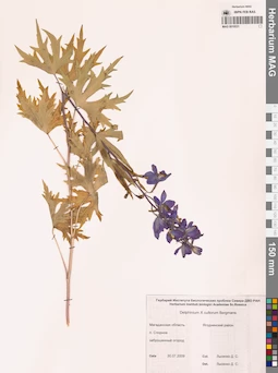 MAG 0010531