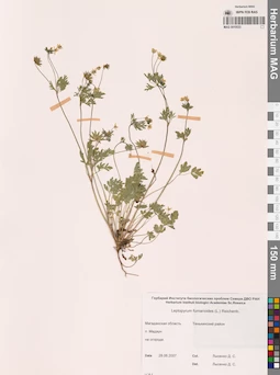 MAG 0010533