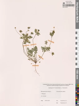 MAG 0010534