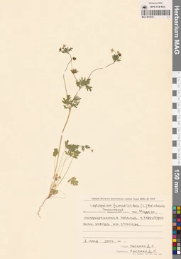 MAG 0010535