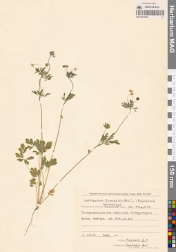 MAG 0010536