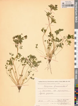 MAG 0010537