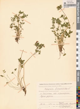 MAG 0010538