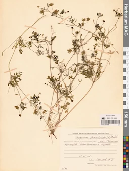 MAG 0010539
