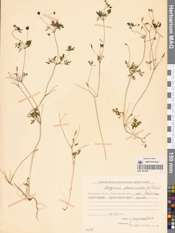 MAG 0010540