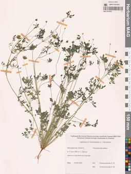 MAG 0010542