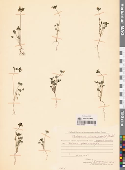 MAG 0010543