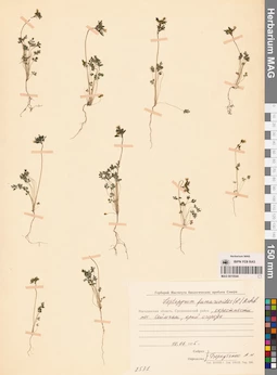 MAG 0010544