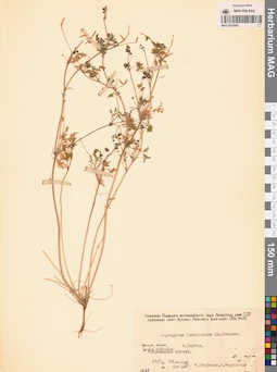 MAG 0010545