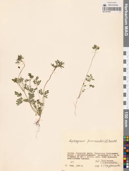 MAG 0010546