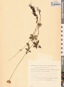 MAG 0010548
