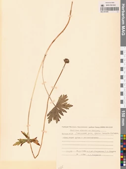 MAG 0010549