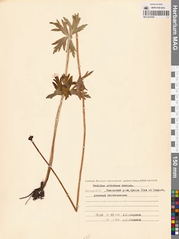 MAG 0010550