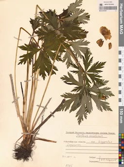 MAG 0010551