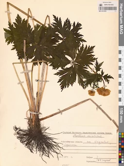MAG 0010552