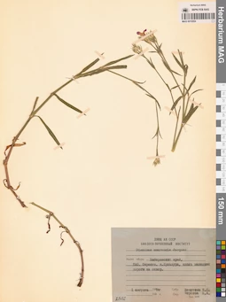MAG 0010554