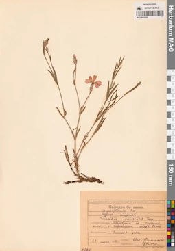 MAG 0010555