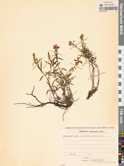 MAG 0010558