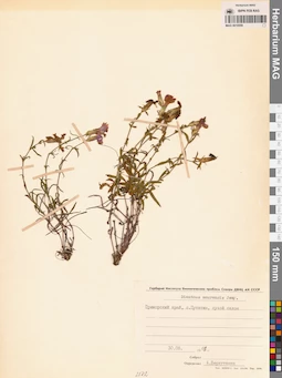 MAG 0010559