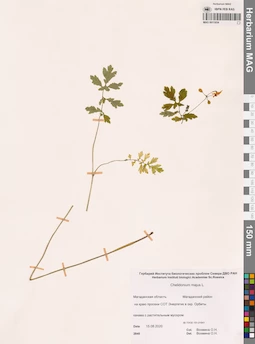 MAG 0011654