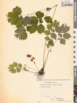 MAG 0011774
