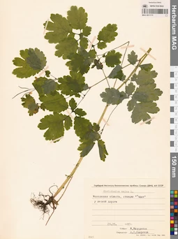 MAG 0011775