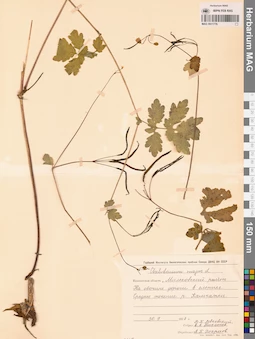 MAG 0011776