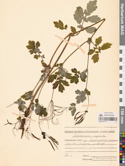 MAG 0011777
