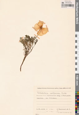 MAG 0011778