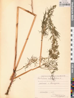 MAG 0011780
