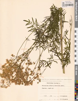 MAG 0011783