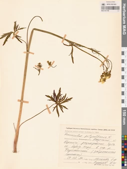 MAG 0011789