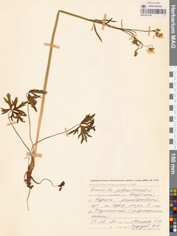 MAG 0011790