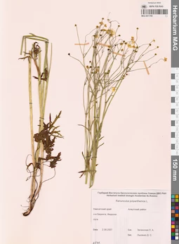 MAG 0011794
