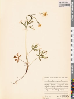 MAG 0011798