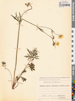 MAG 0011799
