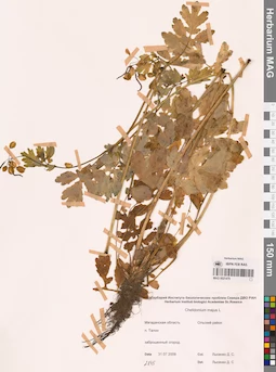MAG 0021479