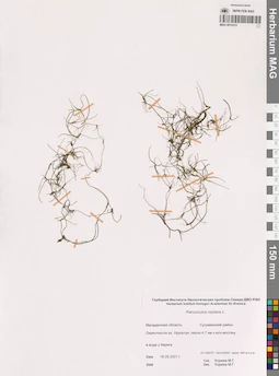 MAG 0012415