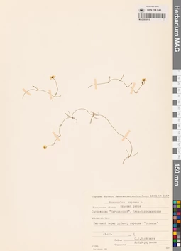 MAG 0019115