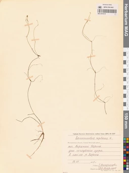 MAG 0019119
