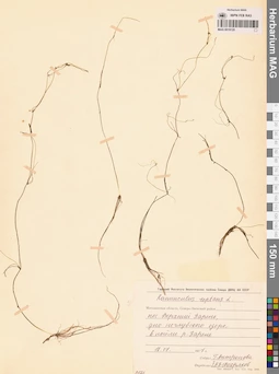 MAG 0019120