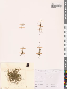 MAG 0019124