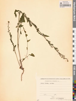 MAG 0006102