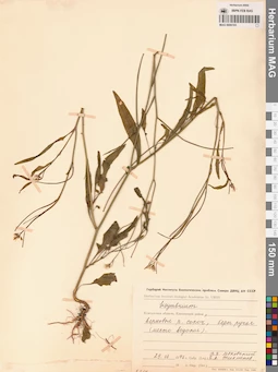 MAG 0006103