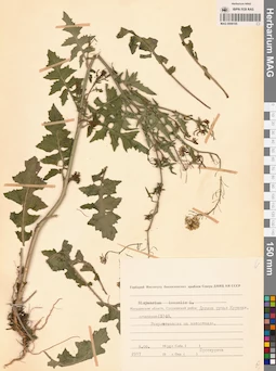 MAG 0006105